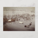 Recherche de canards cartes postales Salutations