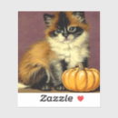 Recherche de ragdoll autocollants Siamois
