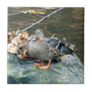 Recherche de canards carreaux Faune