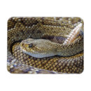 Recherche de serpent magnets Nature