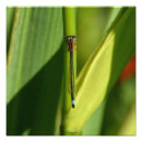 Recherche de vert heureux posters Bleu