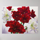 Suche nach amaryllis poster Stillleben