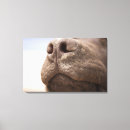Suche nach nase leinwandbilder Horizontal