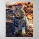 Suche nach hauskatze poster Fotografie