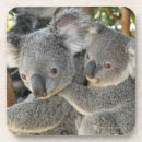 Suche nach koala bär untersetzer Grau