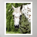 Recherche de cheval photographie Vert