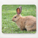 Recherche de pâques lapin tapis souris Lièvre