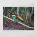 Suche nach gelber vogel postkarten Braun