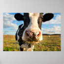 Suche nach vieh poster Landschaft