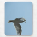 Recherche de aile bleue photographie Ailes