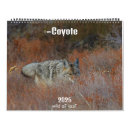 Recherche de coyote photographie Faune