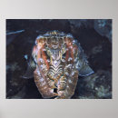 Recherche de seiches posters Vie marine