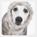 Suche nach nicht reinrassig aufkleber Von nahem