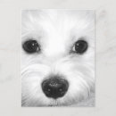 Recherche de maltais cartes postales Adorable