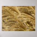 Suche nach weizen poster Gras