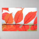 Suche nach autumn leaves poster Color