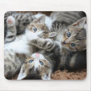 Recherche de chat domestique tapis souris Chats