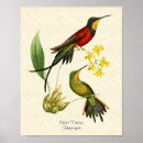 Suche nach trochilidae poster Vintag