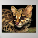 Suche nach jaguar tier poster Panama
