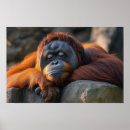 Recherche de orang outan posters Sauvage