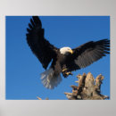 Suche nach adler im flug poster Flügelweite