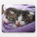 Suche nach schläfrig mousepads Miezekatze