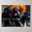 Suche nach schäferhunde poster Blumen