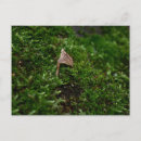 Recherche de lichen cartes postales Champignon