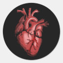 Suche nach anatomischer aufkleber Herz