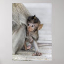 Recherche de singe de bébé posters Vertical