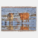 Suche nach rinder decken Kuh