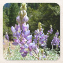 Suche nach lupine untersetzer Natur