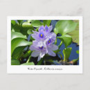 Suche nach sammelbar Blume