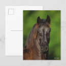 Suche nach friesian horse poster Kopfschuss