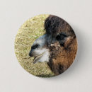 Suche nach lustiges kamel buttons Kamele