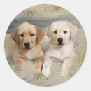 Recherche de pub autocollants Labrador