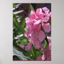 Suche nach oleander poster Pflanze