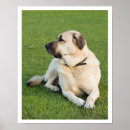 Suche nach anatolisch poster Anatolischer hirtenhund