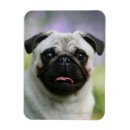 Suche nach alarm magnete Mops