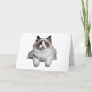 Suche nach ragdoll katze karten Katzenliebhaber