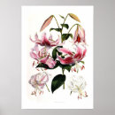 Suche nach lilium poster Blume