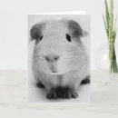 Suche nach guinea pig poster Cute