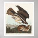 Suche nach häufig kunst Vögel