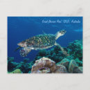 Recherche de turtle cartes postales Vie marine