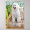 Recherche de standard poodle posters Caniche