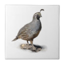 Suche nach wachteln fliesen Wild lebende tiere