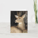 Recherche de whitetail vœux cartes Nature
