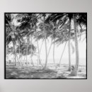 Recherche de palmier photographie Palmiers tropicaux