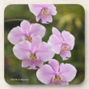 Recherche de phalaenopsis Orchidée
