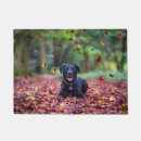 Suche nach der labrador garten outdoor Haustier
